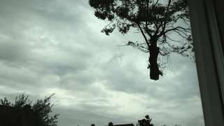 rooien, kappen, vellen van bomen in Geertruidenberg